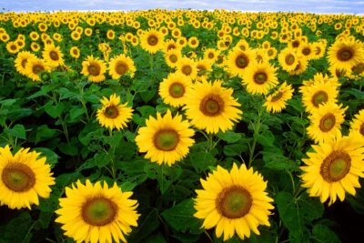 Agrandir l'image 2 sur 4, fenêtre modale